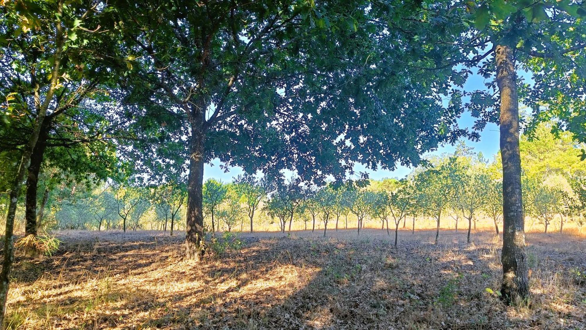 Gasthaus Quinta Da Pedra Mija Santar Exterior foto
